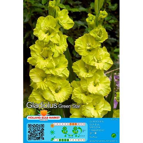 5 Stück, Großblumige Gladiole Green Star - Zwiebeln: Ilość w opakowaniu: 5 Stück