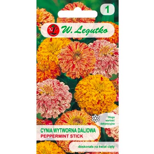 1 szt, Cynia daliowa Peppermint Stick, mix kolorow - Nasiona: Ilość w opakowaniu: 1 g