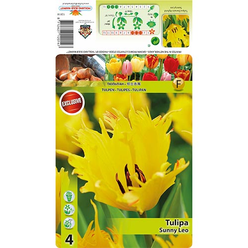 5 szt., Tulipan Darwina Sunny Leo - Cebule: Ilość w opakowaniu: 5 szt.