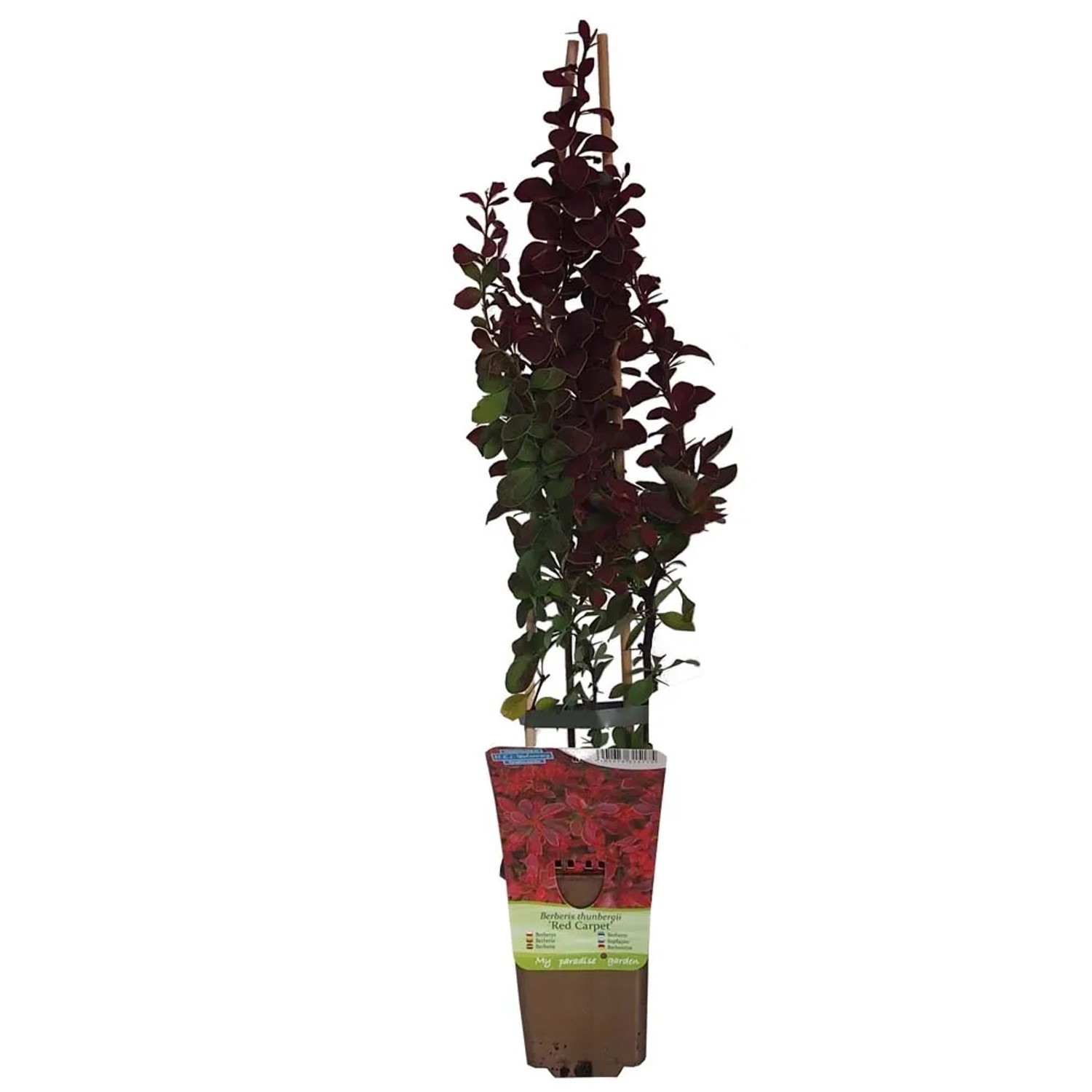 Berberys (Berberis thunbergii) mix don. 1 l