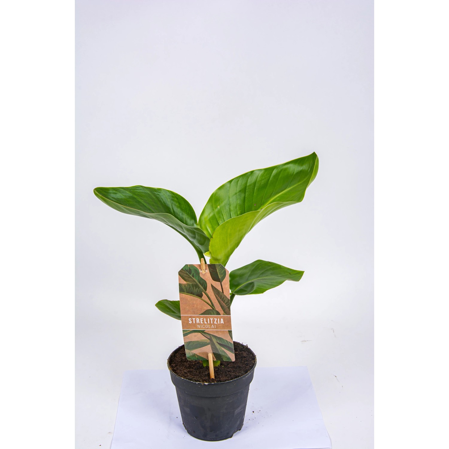 Strelicja biała (Strelitzia Nicolai) - don. 13 cm