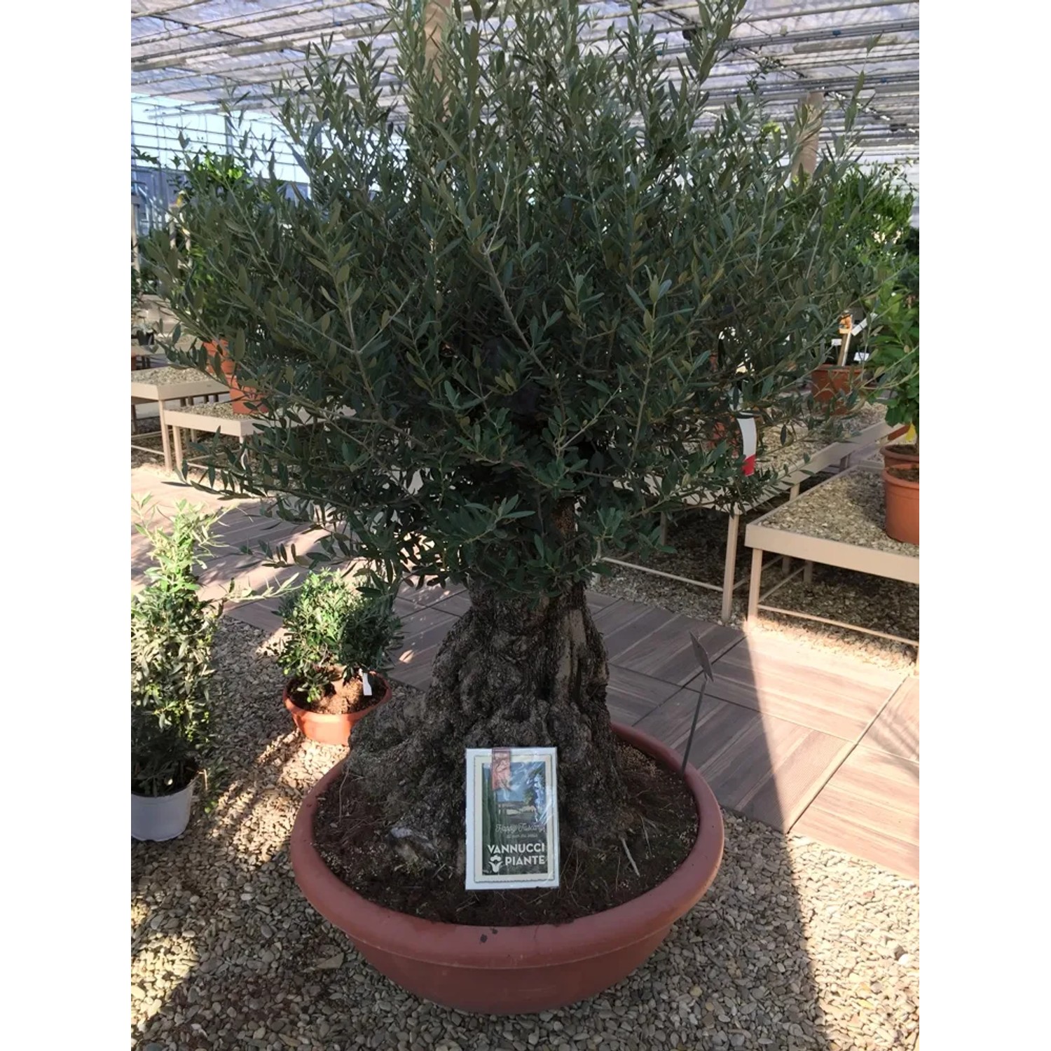 Oliwka Bonsai wys. 125-150 cm don. 90l