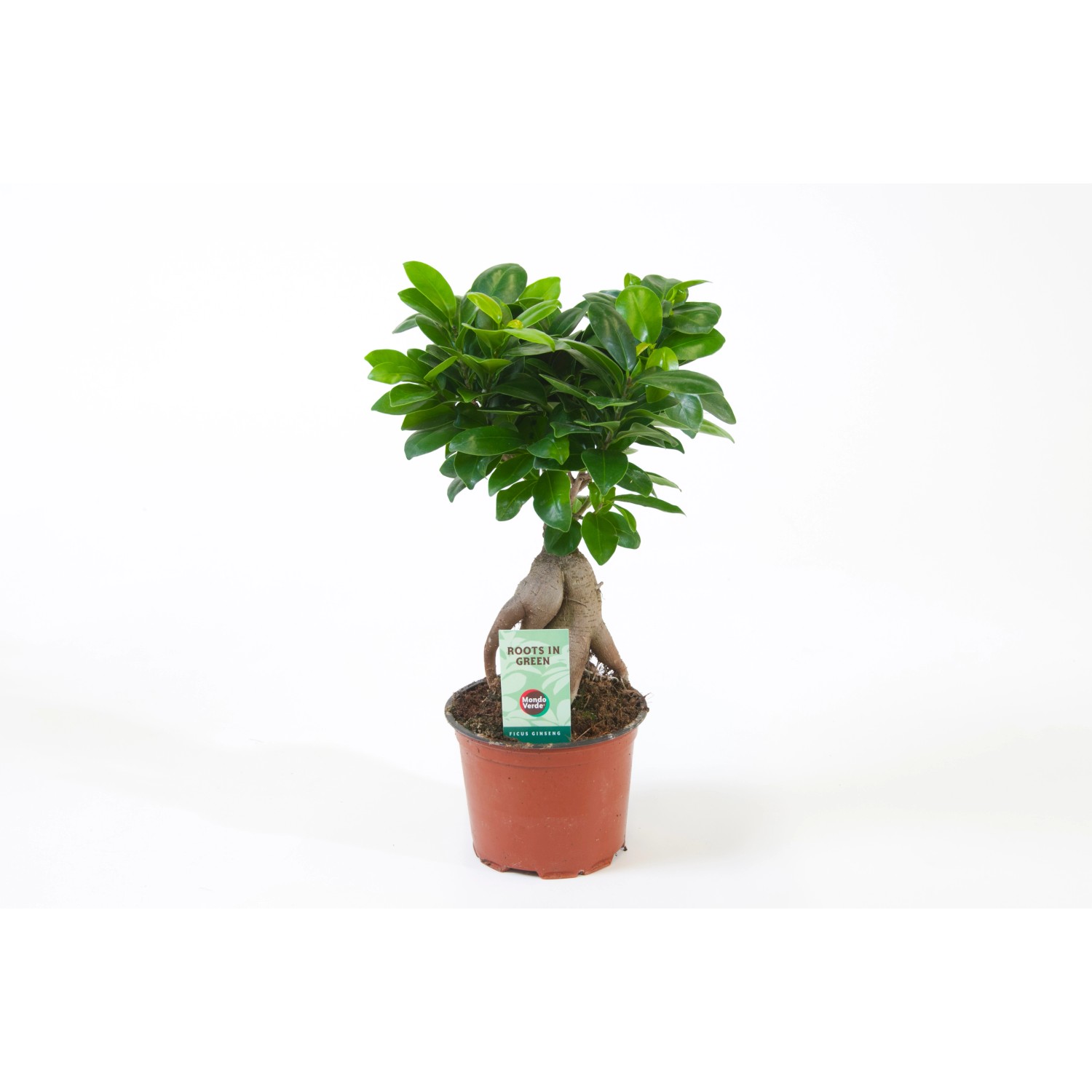 Ficus Ginseng (Ficus microcarpa)wys. 25-35cm