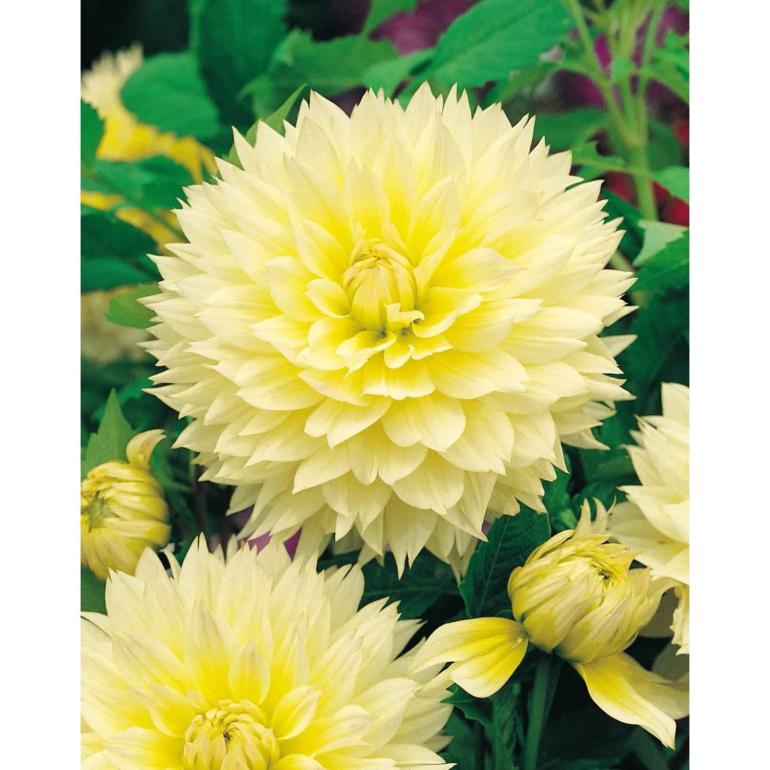 Dalia Canary Fubuki (Dahlia sp.)