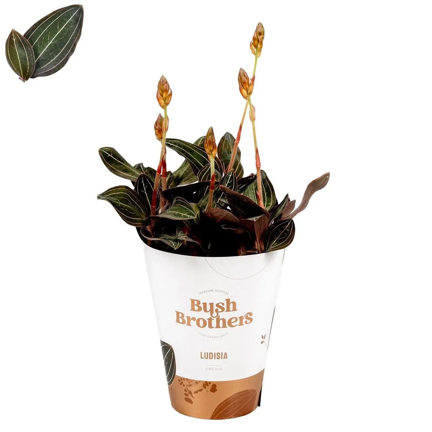 Ludisia discolor wys. 30-35 cm