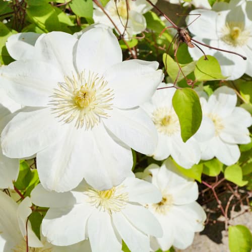 1 buc, Clematis Guernsay Cream - Răsaduri: Mod de ambalare: 1 buc