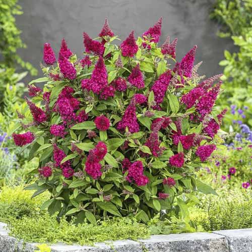 1 Pflanze(n), Buddleia Butterfly Red PBR, C3 - Setzlinge: Ilość w opakowaniu: 1 Pflanze(n)