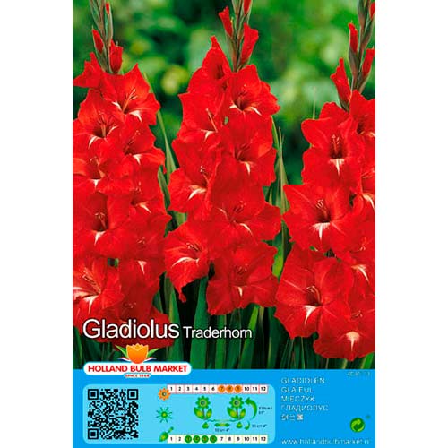5 Stück, Großblumige Gladiole Traderhorn - Zwiebeln: Ilość w opakowaniu: 5 Stück