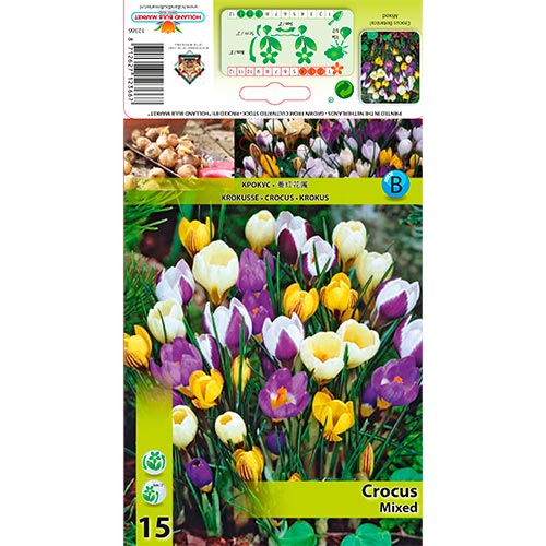 Crocus mixto - Bulbos: Ilość w opakowaniu: 15 bulbos
