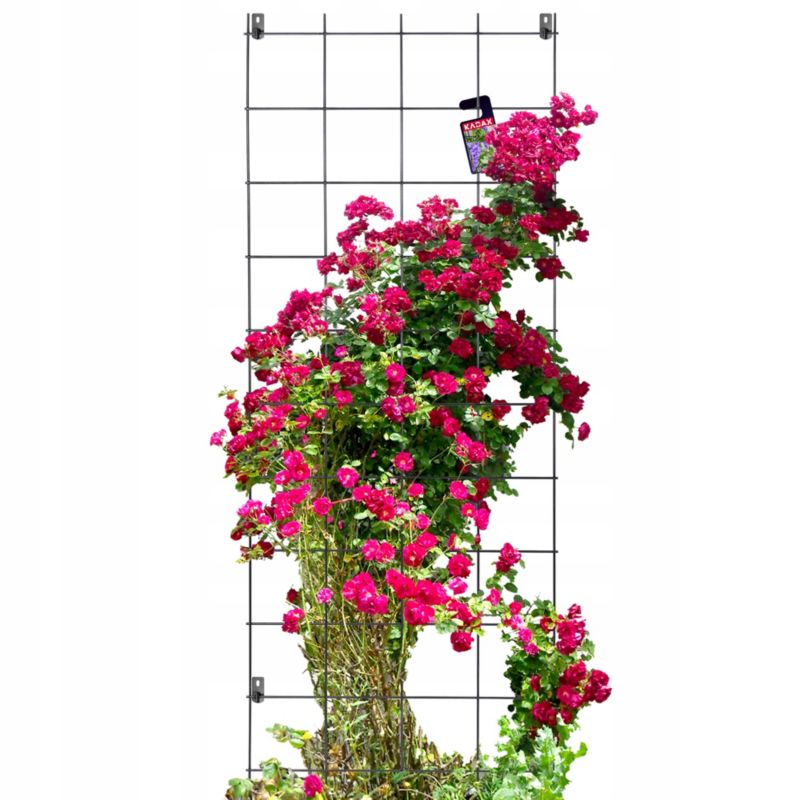 Pergola KADAX Ogrodowa metalowa Podpora Do Roślin Róż Kwiatów Kratka 65x170cm 1 szt.