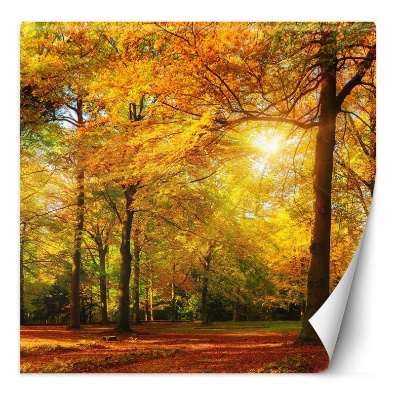 Fototapeta Feeby Jesienny las w promieniach słońca 100x100 1 szt