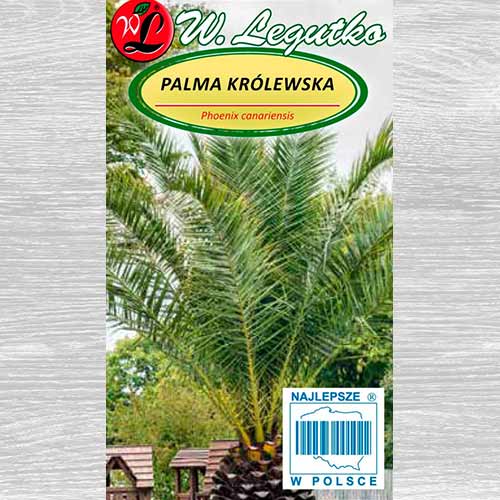 1 szt, Palma królewska Legutko - Nasiona: Ilość w opakowaniu: 5 szt