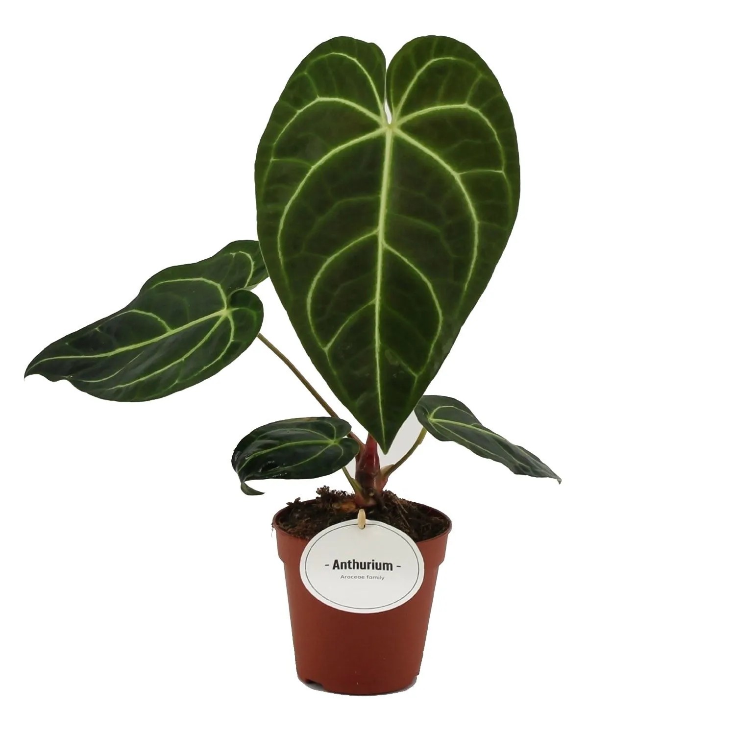 Anturium (Anthurium regale) - don. 12 cm