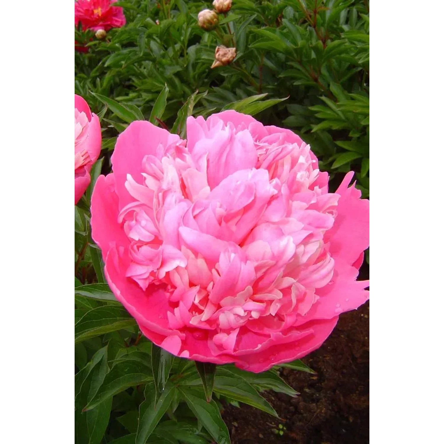 Piwonia (Paeonia Edulis Superba)
