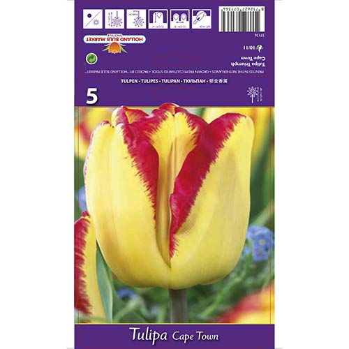 5 Stück, Tulpe Cape Town - Blumenzwiebeln: Ilość w opakowaniu: 5 Stück