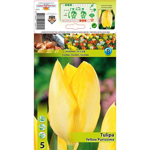 5 Stück, Tulpe Yellow Purissima - Blumenzwiebeln: Ilość w opakowaniu: 5 Stück