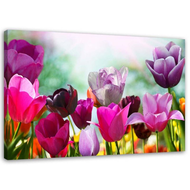 Obraz na płótnie Feeby Kolorowe tulipany na łące 90x60cm 1szt