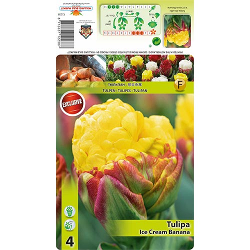4 szt., Tulipan Ice Cream Banana - Cebule: Ilość w opakowaniu: 4 szt.