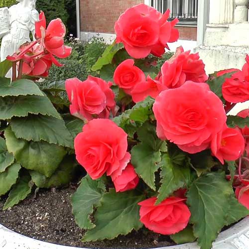 1 szt, Begonia bulwiasta wielkokwiatowa Smolicka czerwona - Nasiona: Ilość w opakowaniu: 0.1 g