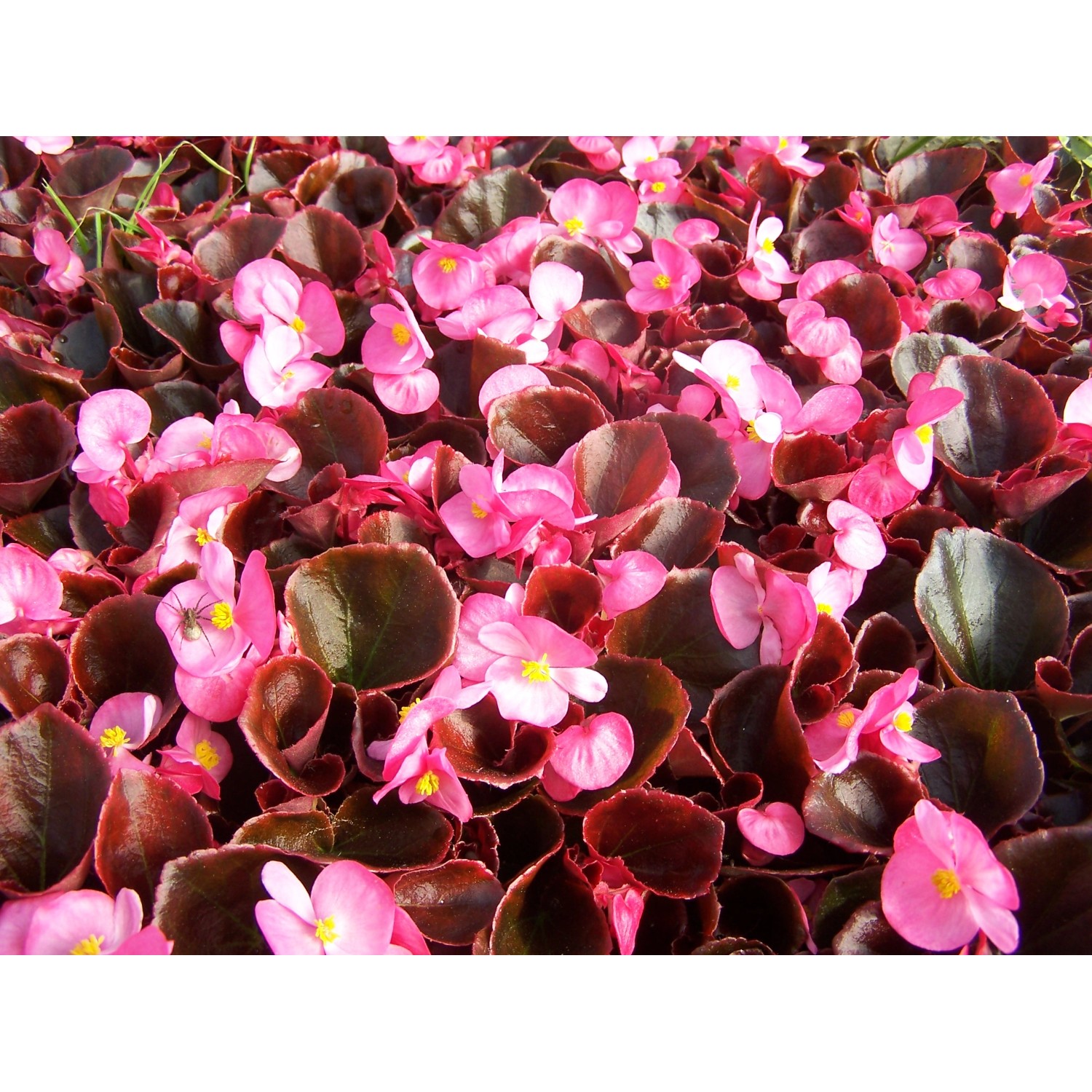 Begonia (Begonia) wieczniekwitnąca - don. 9 cm