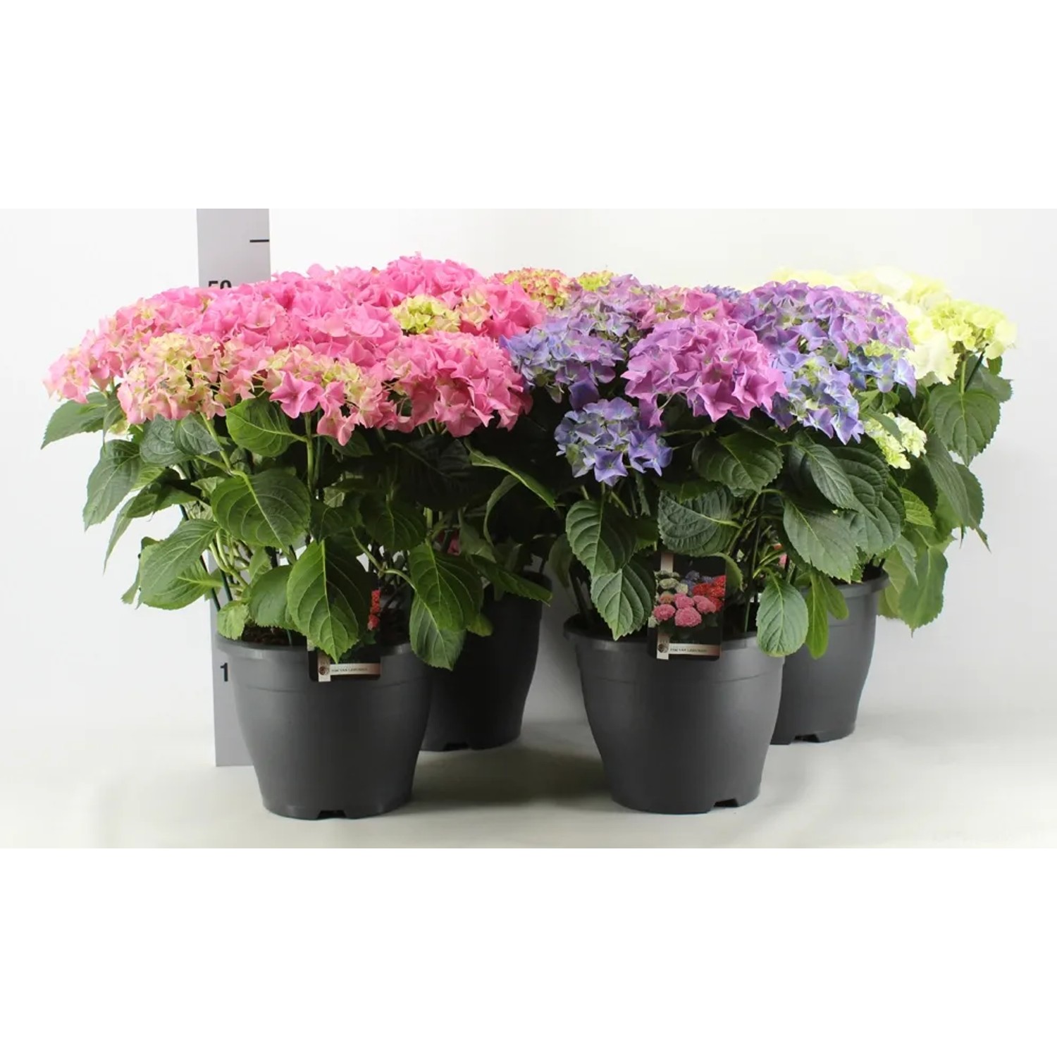 Hortensja Hydrangea macrophylla 10 kwiatów wys. 55cm don. 26cm