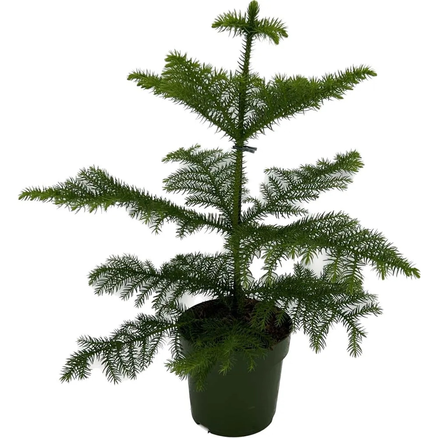 Araukaria (Araucaria Hetero phylla) - don. 14 cm