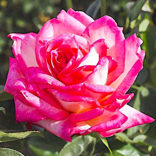 1 buc, Trandafir (Rosa) teahibrid Desse - Butași: Mod de ambalare: 1 buc