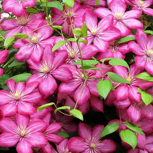 1 buc, Clematis Ville de Lyon - Răsaduri: Mod de ambalare: 1 buc