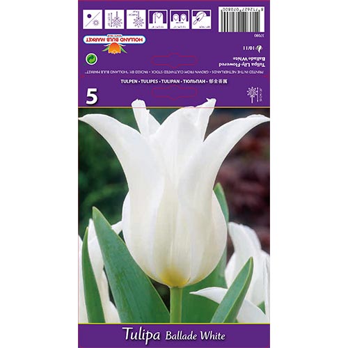 5 buc, Lalele Ballade White - Bulbi: Mod de ambalare: 5 buc
