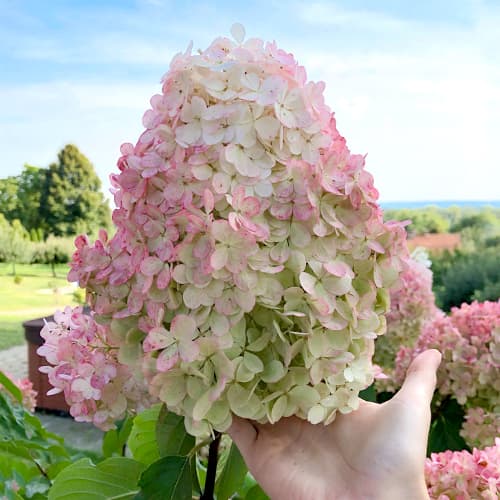 Bouquet de hortênsias Vanille Fraise, P9 - Plântulas: Ilość w opakowaniu: 1 plant