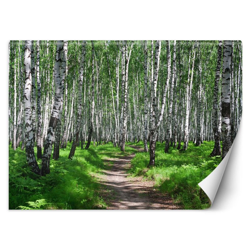 Fototapeta Feeby Las brzozowy 450x315 1 szt