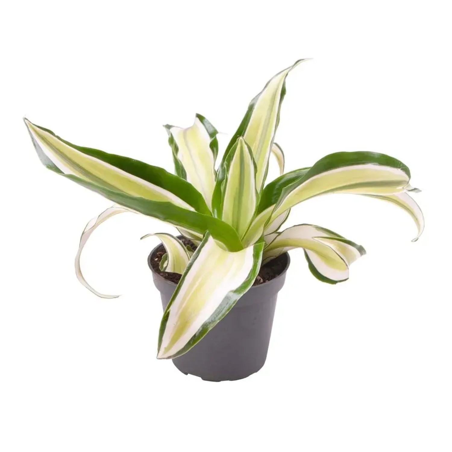 Dracaena Malaika - don. 6 cm