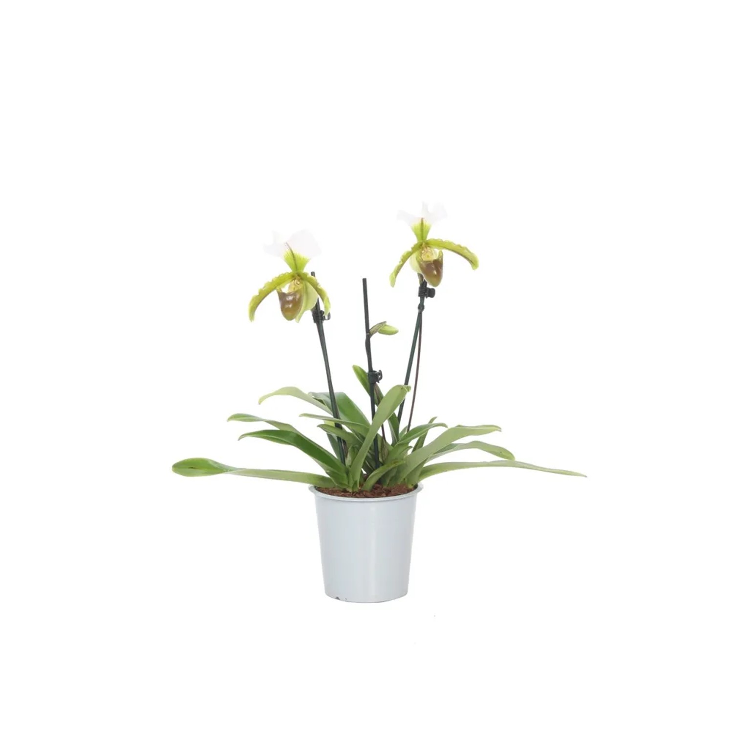 Paphiopedilum Leeanum 12cm