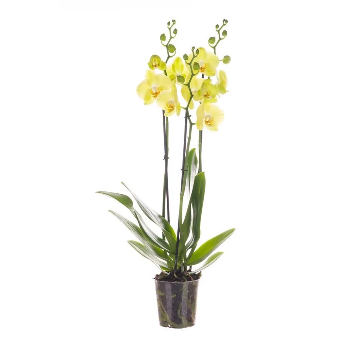 Storczyk (Phalaenopsis) polski 3 pędy - don. 12 cm