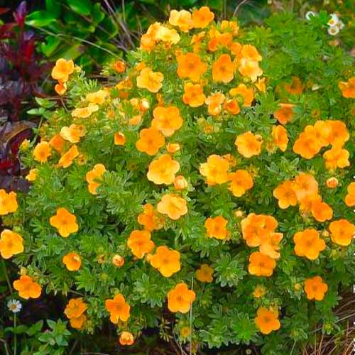 1 buc, Potentilla fruticosa Double Punch Tango - Răsaduri: Mod de ambalare: 1 buc
