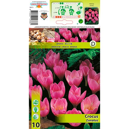 10 Stück, Krokus Zonatus - Blumenzwiebeln: Ilość w opakowaniu: 10 Stück