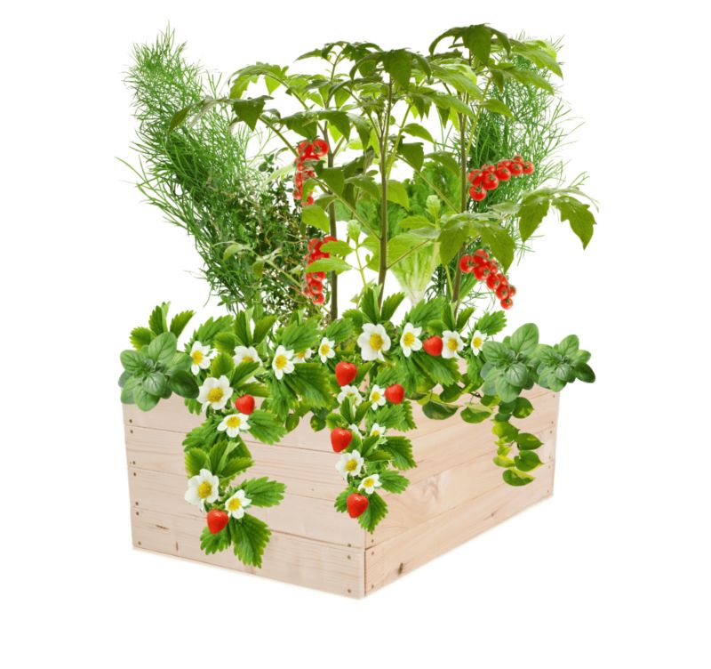 Warzywniak MODO24 grządka naturalne drewno 36x93x80 cm 1 szt.