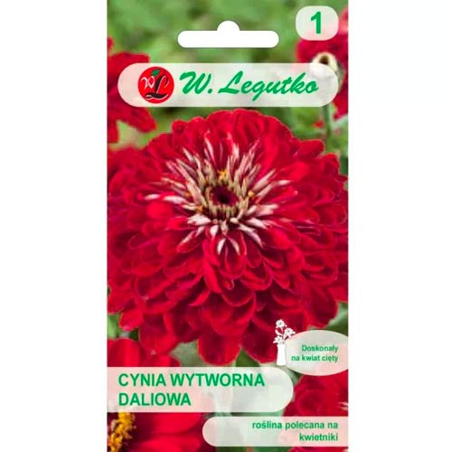 1 szt, Cynia daliowa Scarlet Flame - Nasiona: Ilość w opakowaniu: 1 g