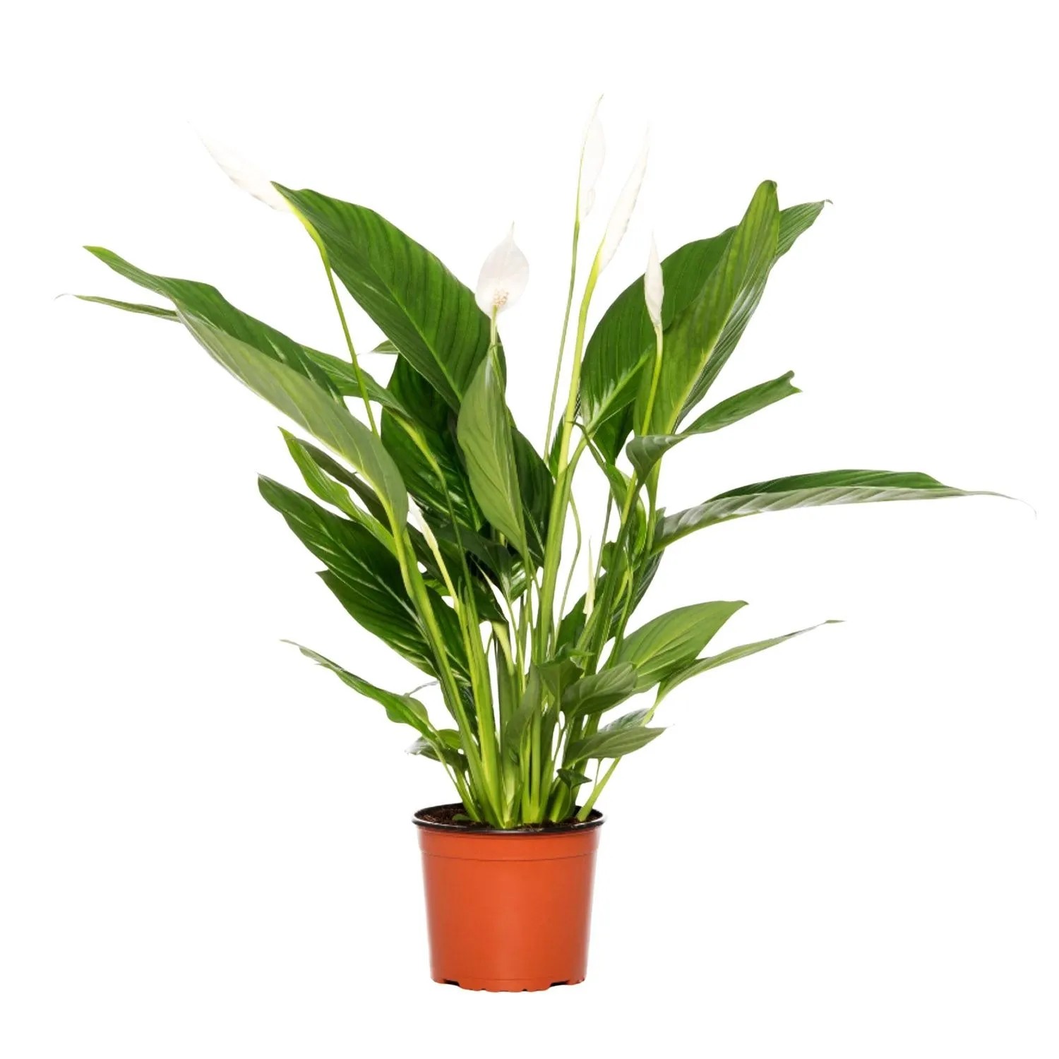 Skrzydłokwiat (Spathiphyllum Bingo) - don. 17 cm