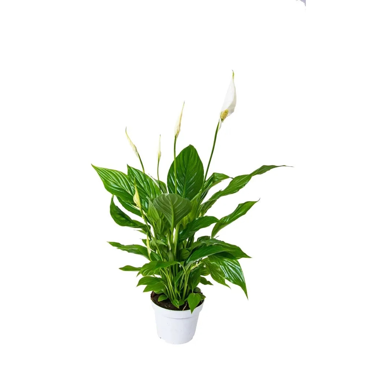 Skrzydłokwiat (Spathiphyllum) wys. 45-55cm, don.13cm
