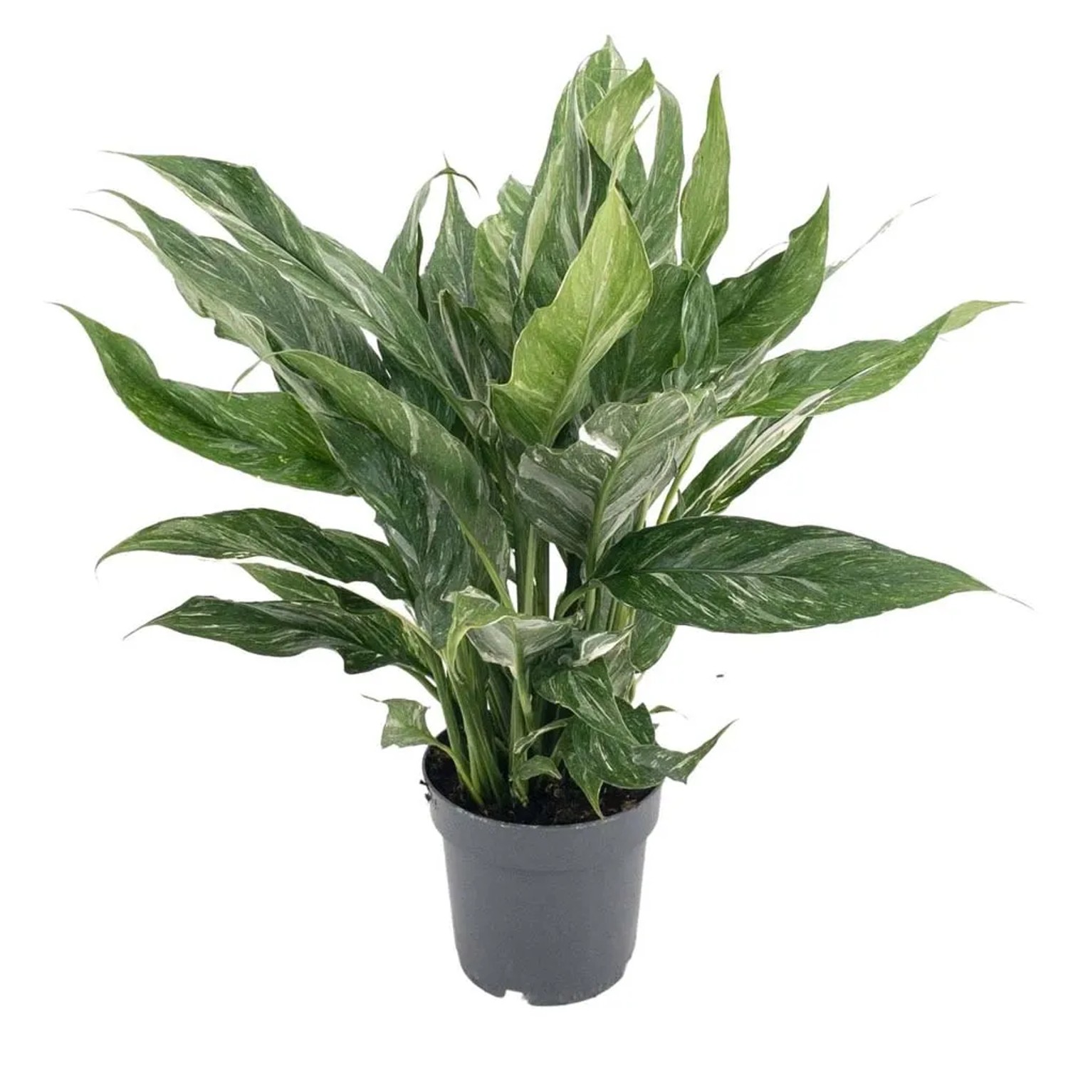 Skrzydłokwiat odmiana Diamond (Spathiphyllum) - don. 17 cm