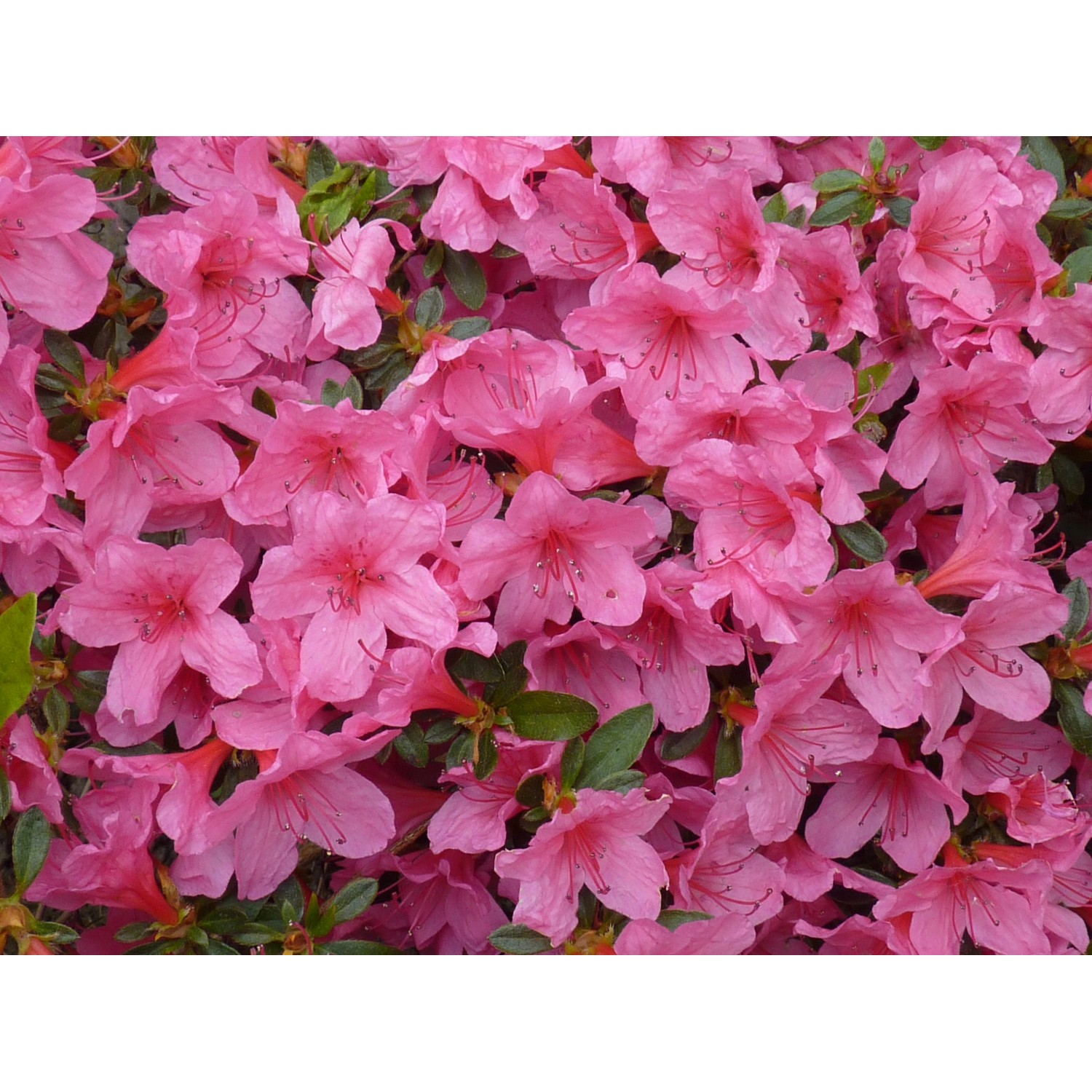 Azalia japońska (Azalea sp.)