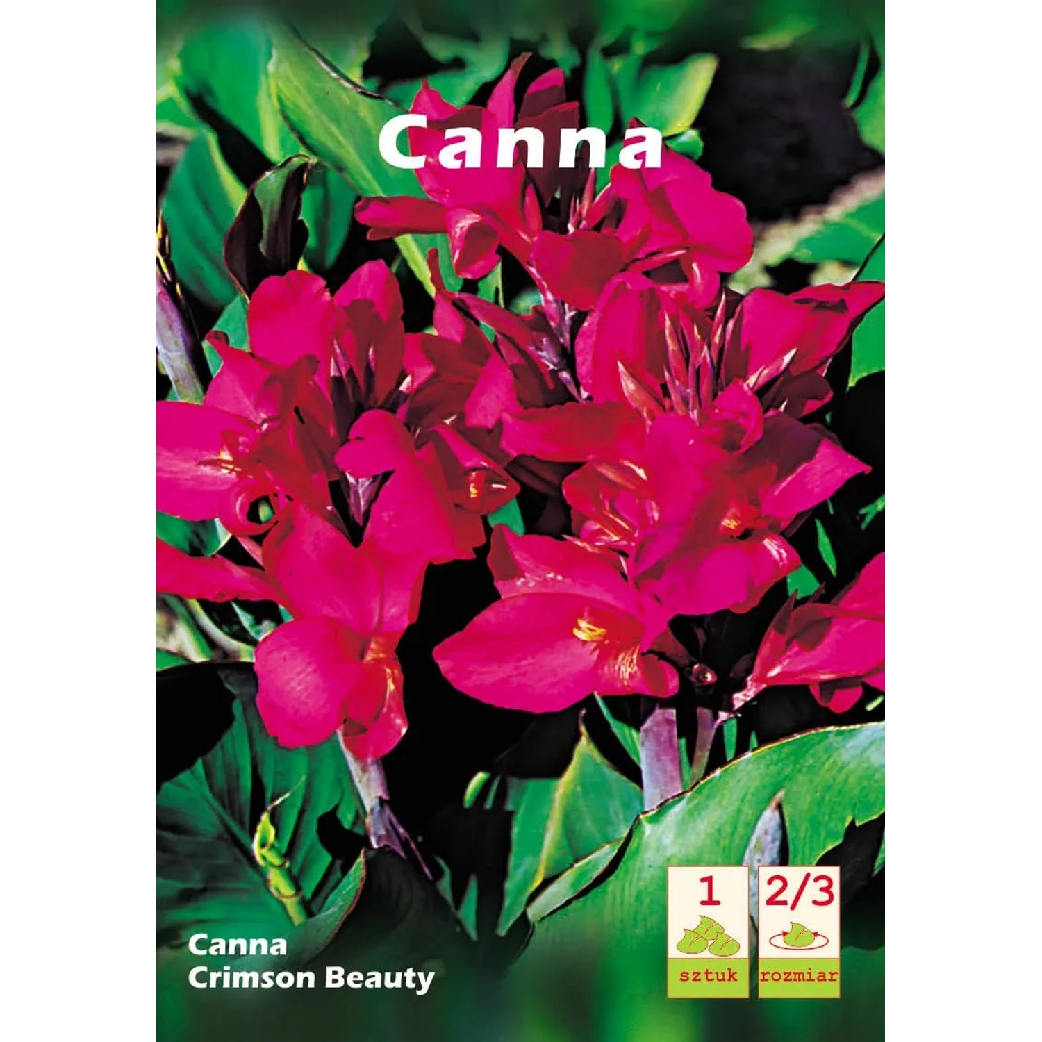Canna Crimson Beauty 1szt