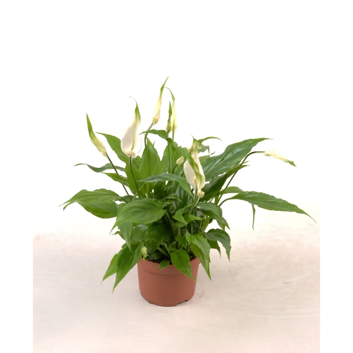 Skrzydłokwiat Spathiphyllum quatro 2 kwiaty wys. 30cm don. 9cm