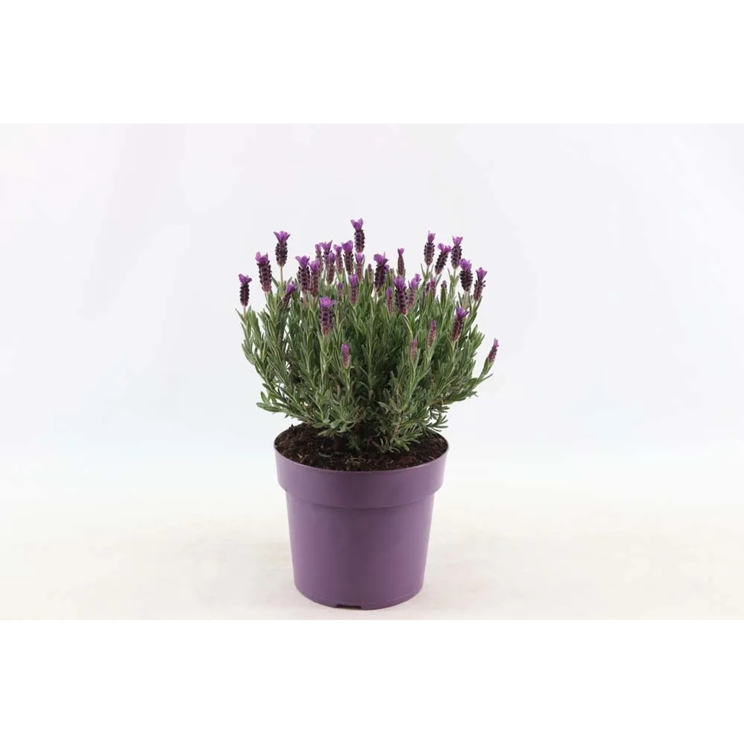Lawenda wielkokwiatowa Anouk (Lavandula Sp.) - don. 19 cm