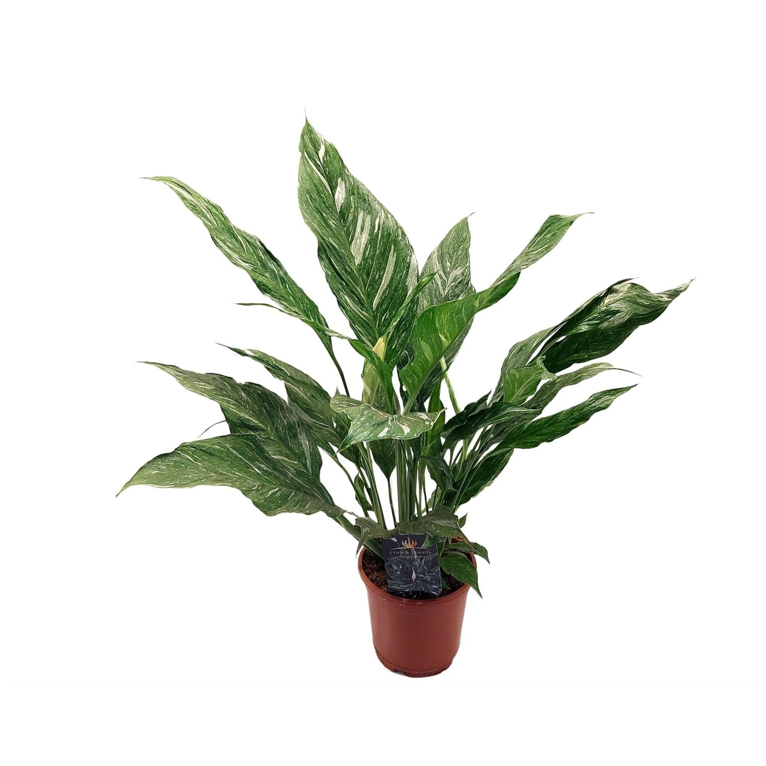 Skrzydłokwiat odmiana Diamond (Spathiphyllum) - don. 14 cm