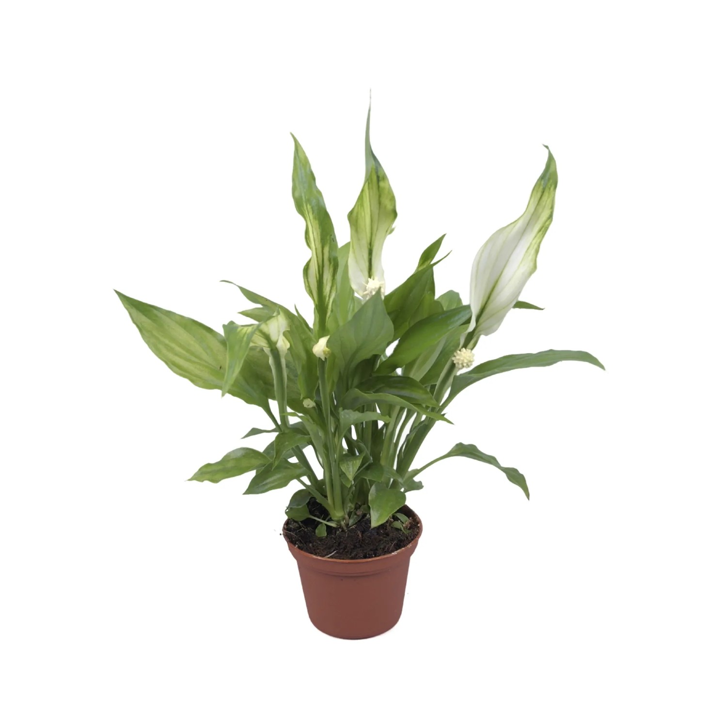 Skrzydłokwiat mini (Spathiphyllum) - don. 6,5 cm