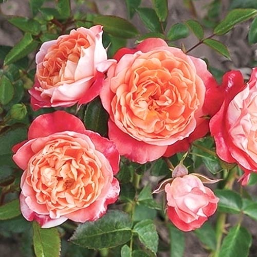 1 buc, Trandafir floribunda Hippie Fashion , С3 - Răsaduri: Mod de ambalare: 1 buc