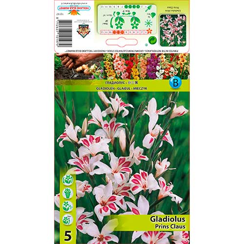 5 buc, Gladiole pitice Prins Claus - Bulbi: Mod de ambalare: 5 buc
