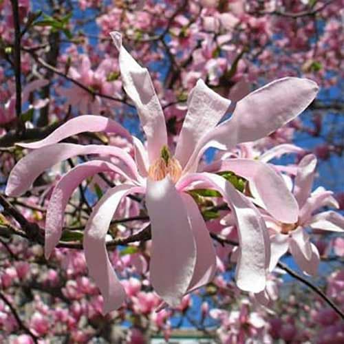 1 sadz, Magnolia gwiaździsta Rosea - Sadzonki: Ilość w opakowaniu: 1 sadz